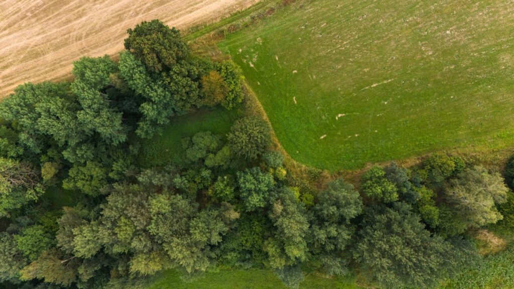 Baumzählung aus der Luft: Technik, Ablauf und Kosten